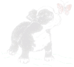 boston2.gif format