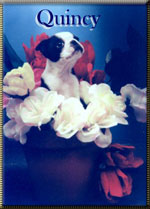 NorthWind Boston Terriers, located in Winlaw BC Canada